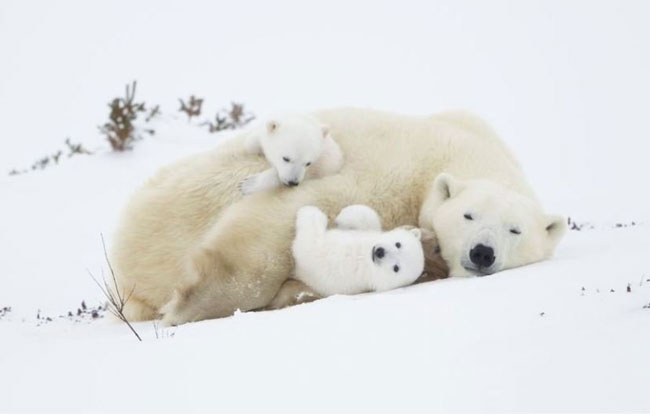 عکس روز نشنال جئوگرافیک؛ بازی خرس‌های قطبی