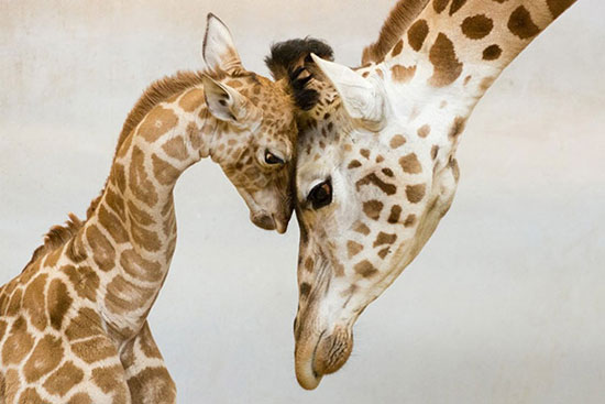 عکس: احساسات والدین در قلمرو حیوانات
