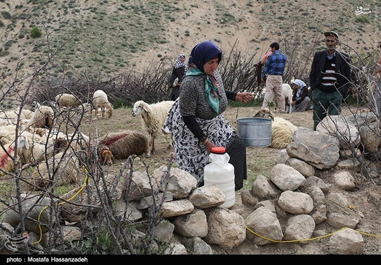 تصاویری از فصل دوشیدن دام در «چپانلو»