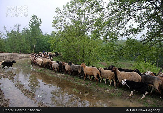 عکس: کوچ دام‌ها از شالیزارها به کوهستان