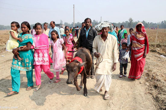 کشتار وحشیانه هزاران گاو در نپال (18+)