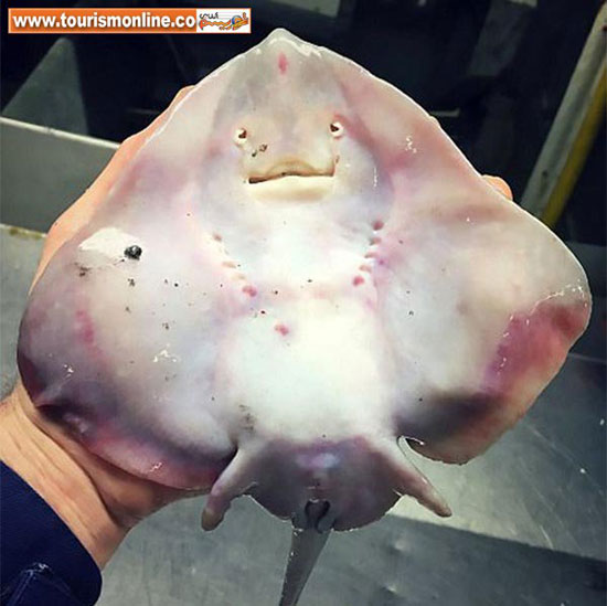 عجیب ترین موجودات دریایی