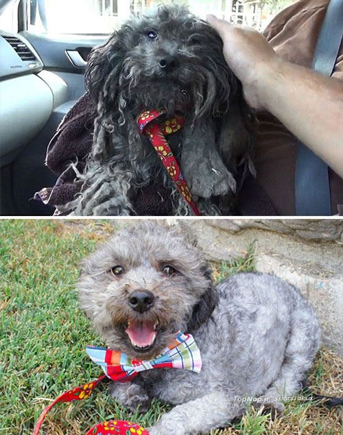 سگ های ولگرد قبل و بعد از نجات +عکس