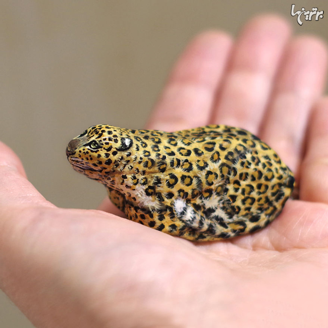 هنرمندی که به سنگ ها جان می بخشد