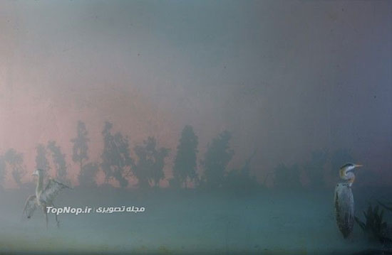 عکس: منظره سازی در آکواریوم