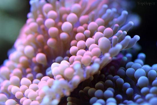 تصاویر حیرت‌انگیز از مرجان‌ها از نمای نزدیک