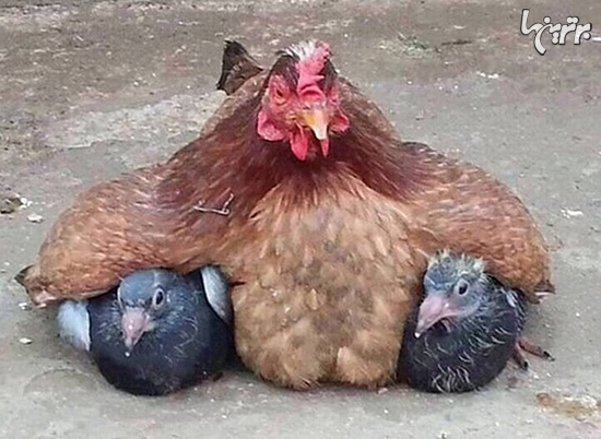 مرغ های مادر هرکاری برای بچه هایشان می کنند
