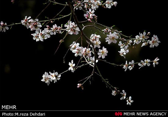 تصاویر: شکوفه‌های بهاری - زمستانی!