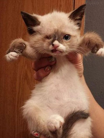 عکس: گربه تک چشم پدیده اینترنتی شد!