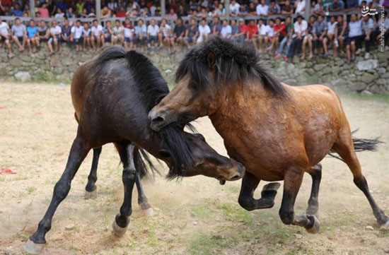 نبرد خونین اسب‌ها در چین