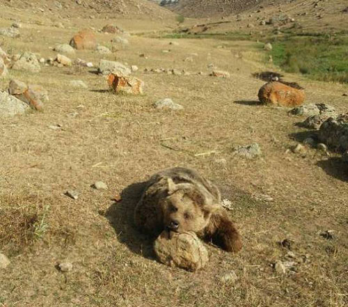 کشف لاشه یک خرس بعد از 4 روز در سرعین