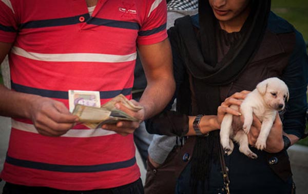 از قمار تا لیگ‌ های زیرزمینی سگ‌ ها در تهران!