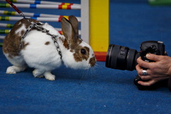 مسابقه دوی با مانع خرگوش ها! +عکس