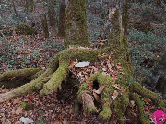 «جنگل خودکشی» در ژاپن