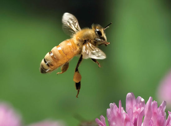 ۱۰ واقعیت جالب در مورد زنبورهای عسل