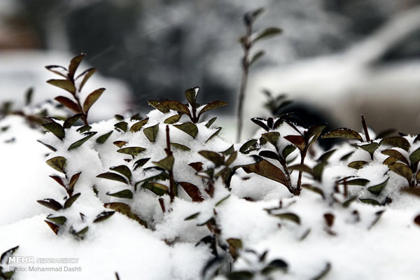 تصاویری از برف نوبرانه زمستانی