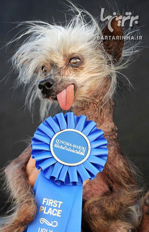 زشت ترین سگ جهان در سال 2012 + عکس