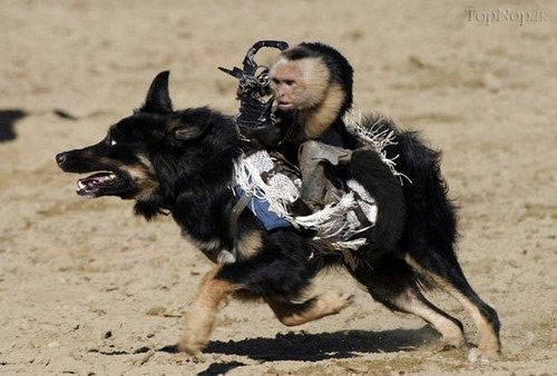 مسابقات سگ سواری میمون ها! +عکس