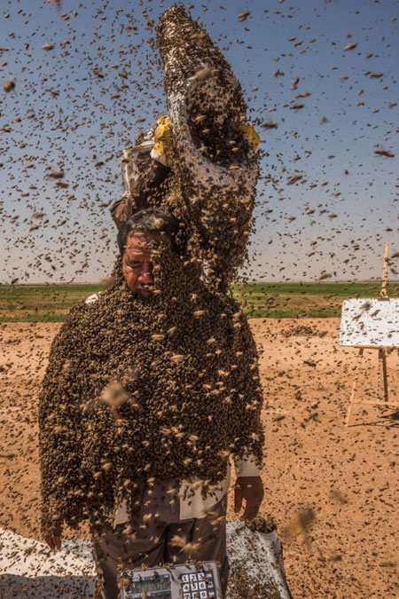 دفن شدن مرد سعودی زیر ده‌ها کیلوگرم زنبور!