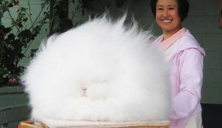 عجیب‌ترین خرگوش دنیا +عکس
