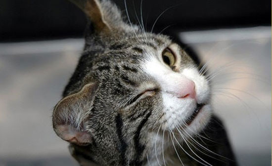 15 موردی که درباره گربه‌ها نمی‌دانستید!
