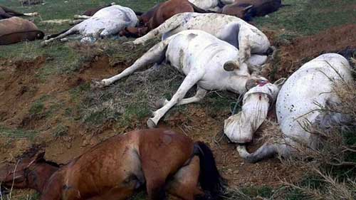 کشتار نزدیک به ۹۰ اسب باربر در «اُشنویه»