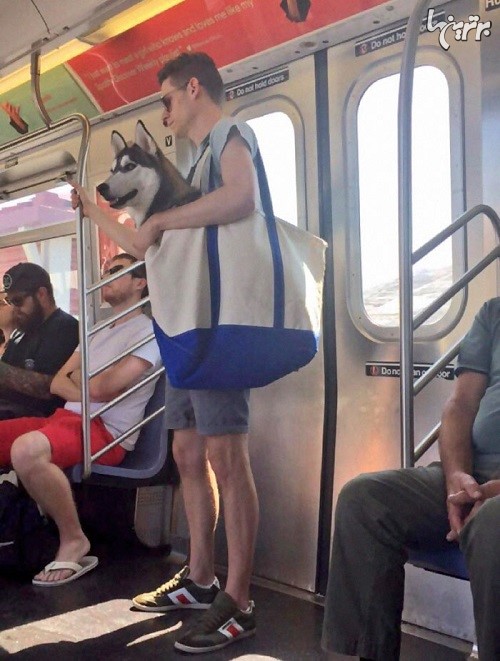 واکنش مردم به ممنوعیت ورود سگ به متروهای نیویورک