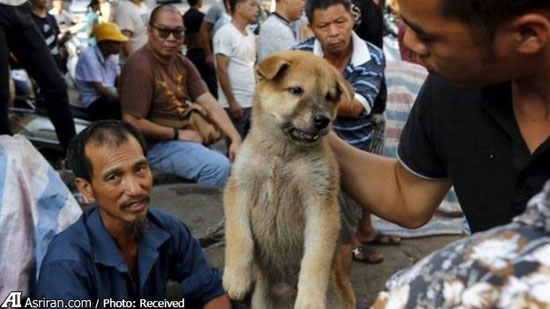 11میلیون امضا برای پایان سگ‌خوری در چین
