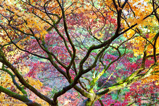 پاییز رویایی در طبیعت انگلیس +عکس