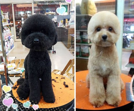 خلاقیت تایوانی در مدل موی حیوانات! +عکس