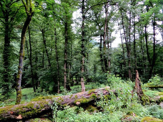 جنگل دوهزار، طبیعتی که حالتان را خوب می‌کند