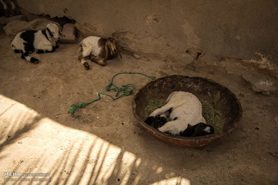 عکس: شستشو و چیدن پشم گوسفندان