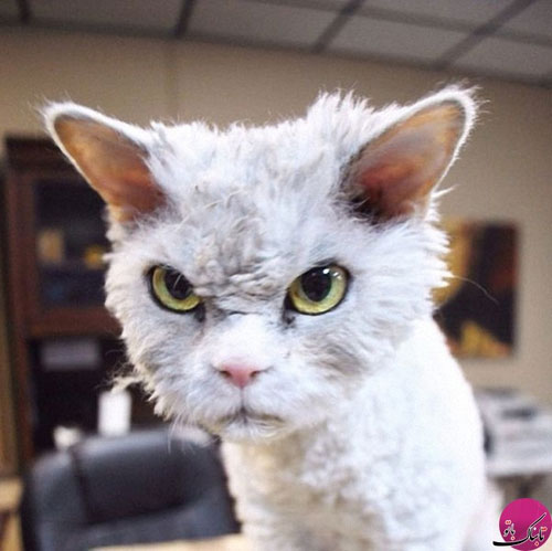 عصبانی‌ترین گربه اینستاگرام