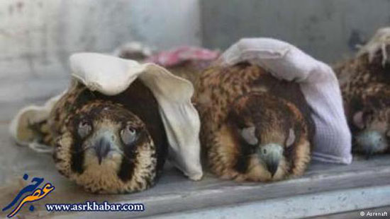 قاچاق میلیادری پرندگان نایاب ایران +عکس