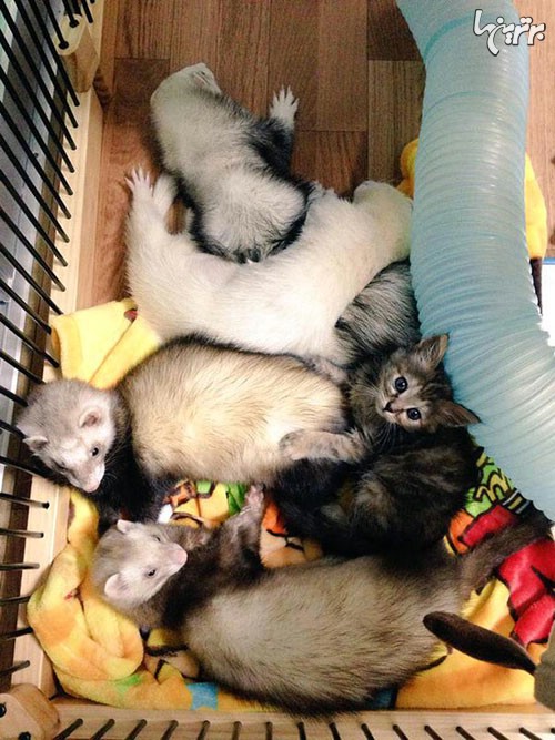 یک بچه گربه و 6 برادرِ غیرعادی اش! +عکس