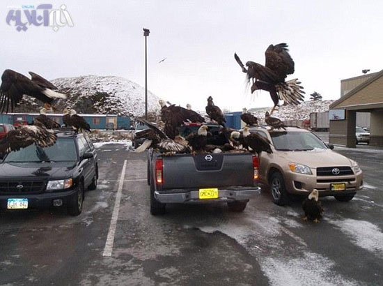 هجوم عقاب ها به مردم آلاسکا +عکس