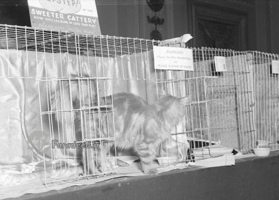 نمایشگاه گربه‌ایرانی در شیکاگو سال ۱۳۱۶