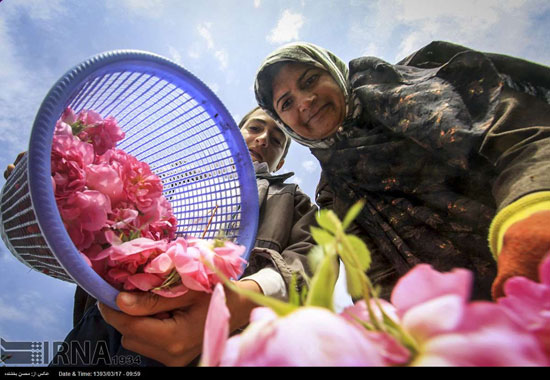 برداشت گل محمدی