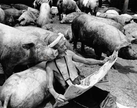 رابطه احساسی بین انسان و خوک! +عکس