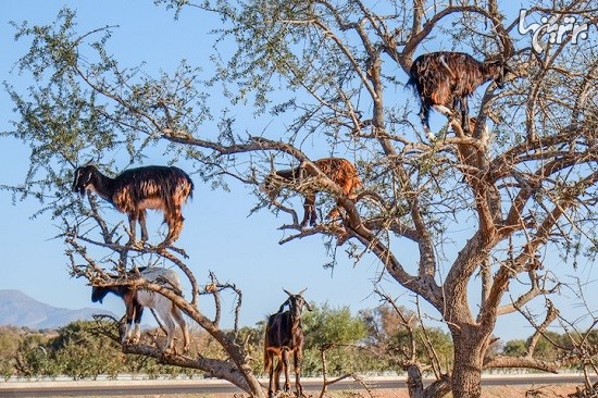تصاویر باورنکردنی بزهای درختی در مراکش