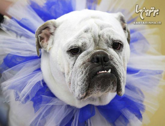 جشنواره ملکه زیبایی سگ ها! + عکس