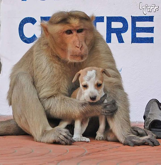 میمونی که مادرخوانده یک سگ شد! +عکس