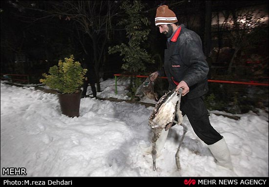 عکس: پرندگان باغ پرندگان شیراز یخ زدند!