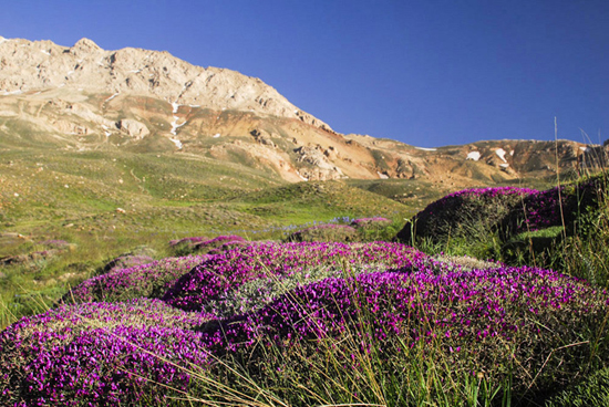 گزارش «اسپوتنیک» از روستایی در شمال ایران