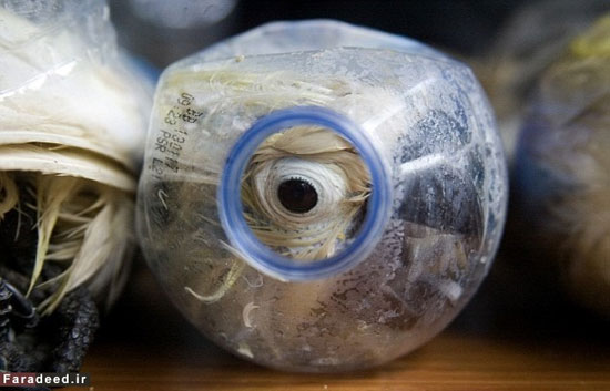 تصاویر قاچاق ظالمانه طوطی در بطری آب!