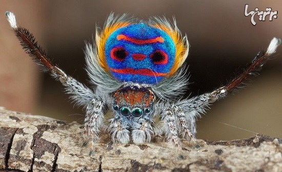 عنکبوت طاووسی؛ زیباترین عنکبوت دنیا