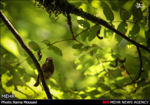 عکس: حیوانات وحشی جنگل‌های گیلان