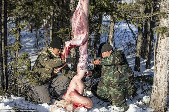 شکارچیان گرگ در سیبری