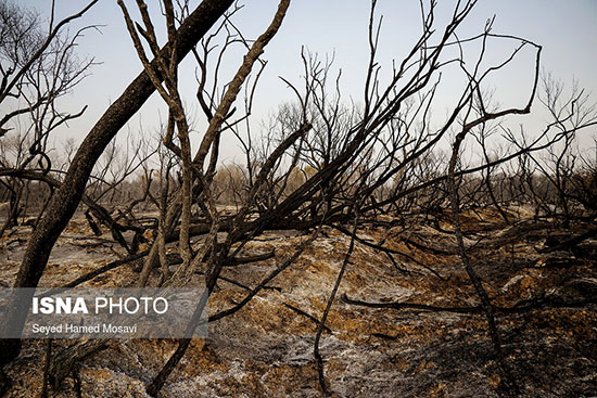 مهار آتش‌سوزی در جنگل‌های منطقه کرخه