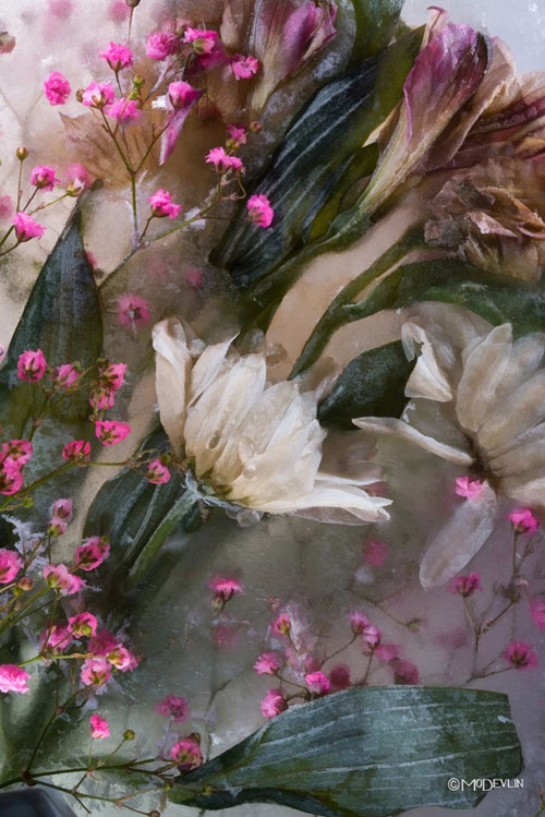 عکس‌‌های نفس‌گیر از گل‌های یخ‌زده